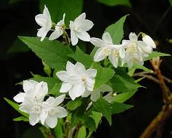 <p>Deutzia</p>
