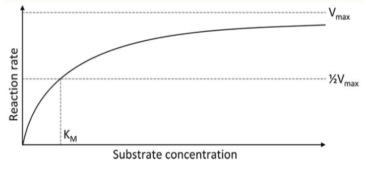 <p>graph used to show the <strong>rate of an enzyme reaction</strong> based on <strong>substrate concentration</strong></p>