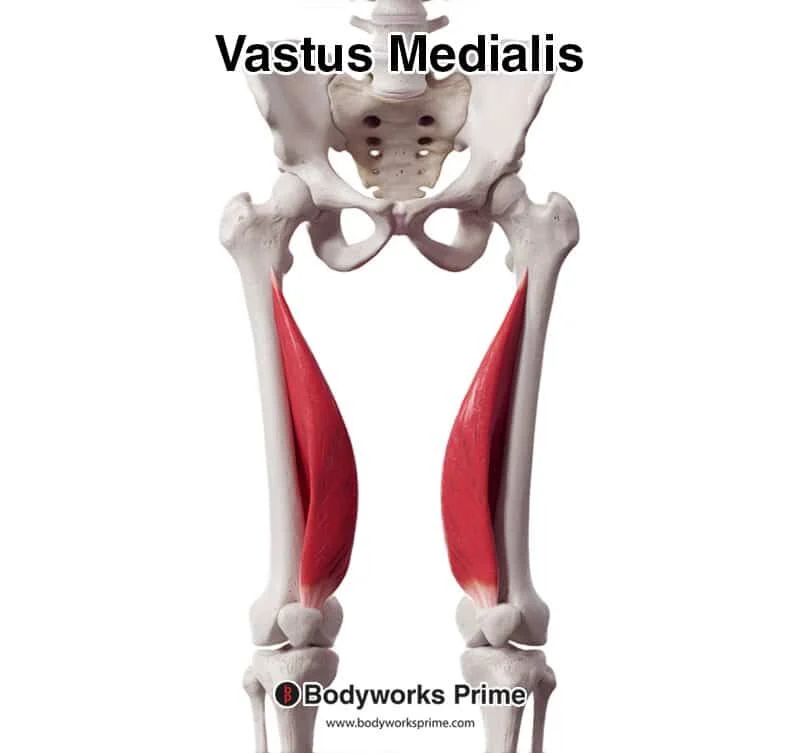 <p>Vastus medialis</p>
