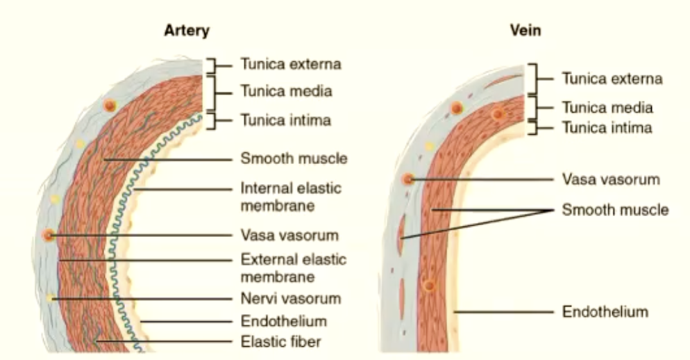 <ul><li><p>Inner lumen - passageway for blood flow</p></li><li><p>Surrounded by endothelium (TUNICA INTIMA)</p></li><li><p>Smooth muscle layer of varying thickness (TUNICA MEDIA)</p></li><li><p>Outer fibrous layer (TUNICA EXTERNA)</p></li><li><p>Variable amount of elastic connective tissue</p></li></ul><p></p>