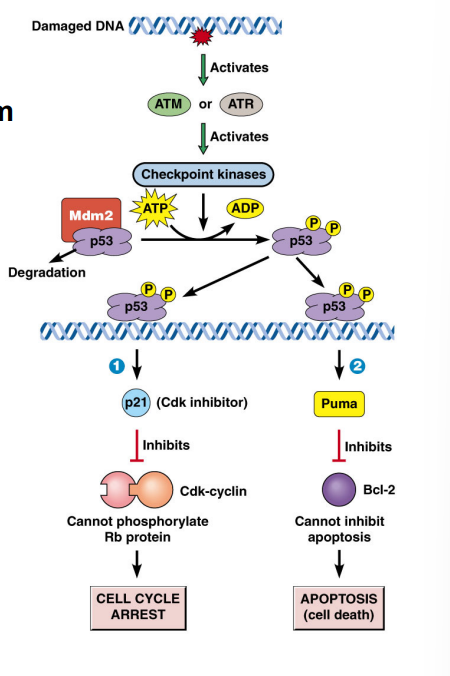 <p><span style="background-color: transparent;"><strong>Removing Critically Damaged Cells via P53</strong></span></p>