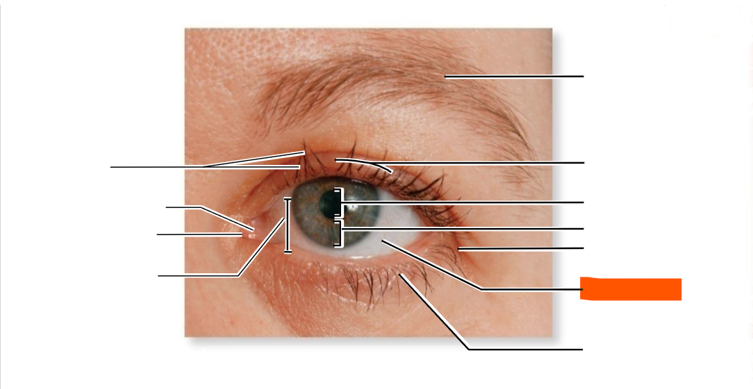 <p>(covered by ocular conjunctiva)</p>