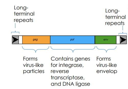 <p>contain genes that act like retroviruses which allow for reverse transcription of an RNA to DNA, and also for integration of the transposon into the genome</p><p>NOTE: LINES and SINES use retrotransposition!!</p>