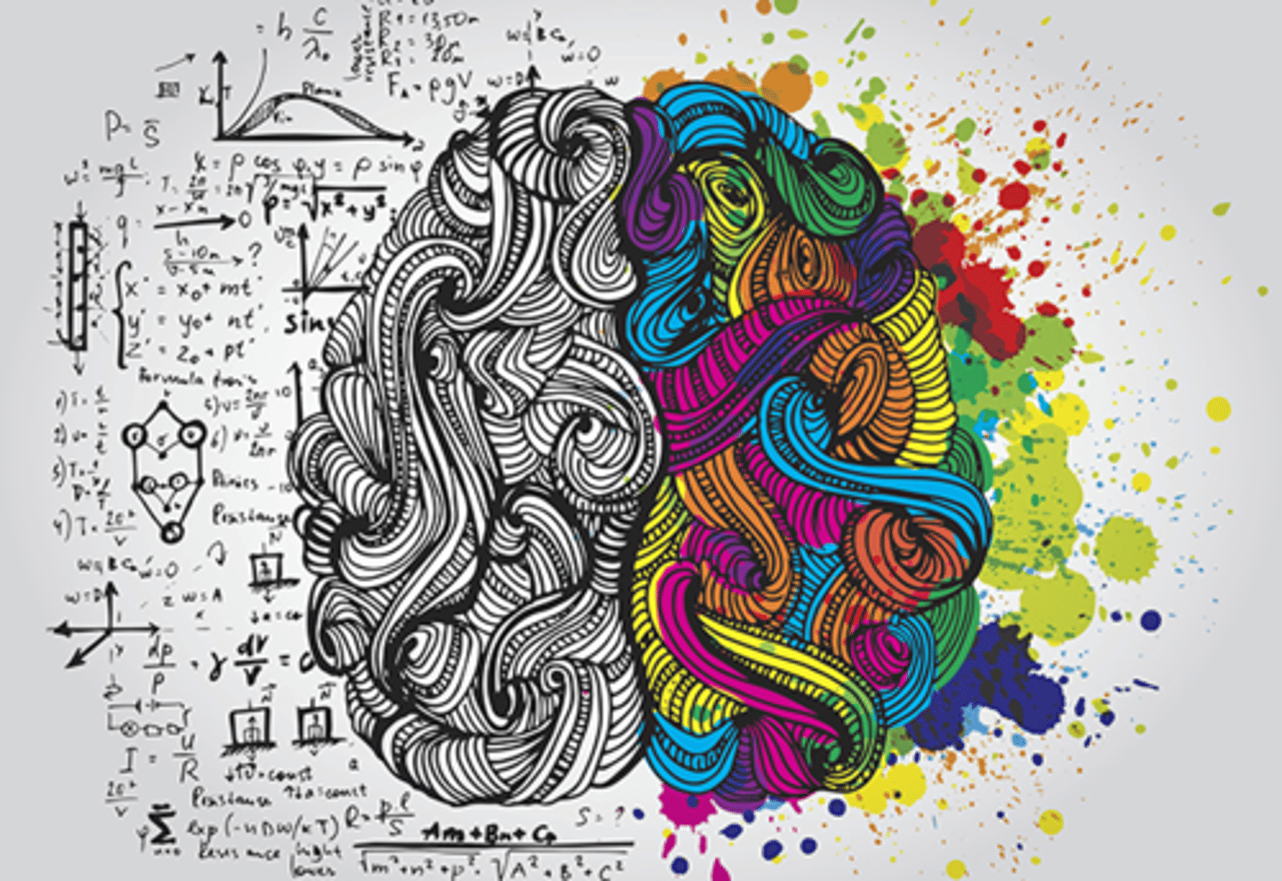 <p>1. contralateral representation</p><p>2. brain lateralization </p><p>3. corpus callosum </p><p>4. Frontal lobe</p><p>5. Parietal lobe</p><p>6. Temporal lobe </p><p>7. Occipital lobe </p>
