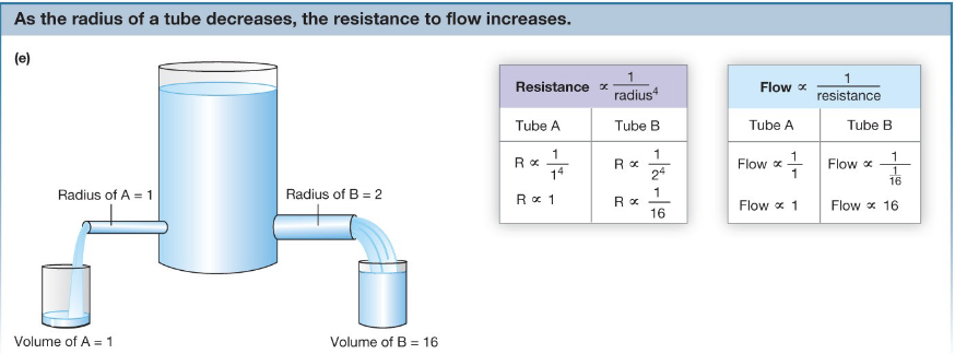 <p>R = 8Ln/<span>πr<sup>4</sup></span></p><ul><li><p>L = length of tube</p></li><li><p>n = viscosity of fluid</p></li><li><p>r = radius of tube → inversely proportional to resistance. most important factor, can change at a moment’s notice. main regulatory factor. can control it to its 4th factor</p></li><li><p>The smaller the radius, the greater the resistance</p></li><li><p>vasodilation and vasoconstriction of arteries</p></li></ul><p></p>