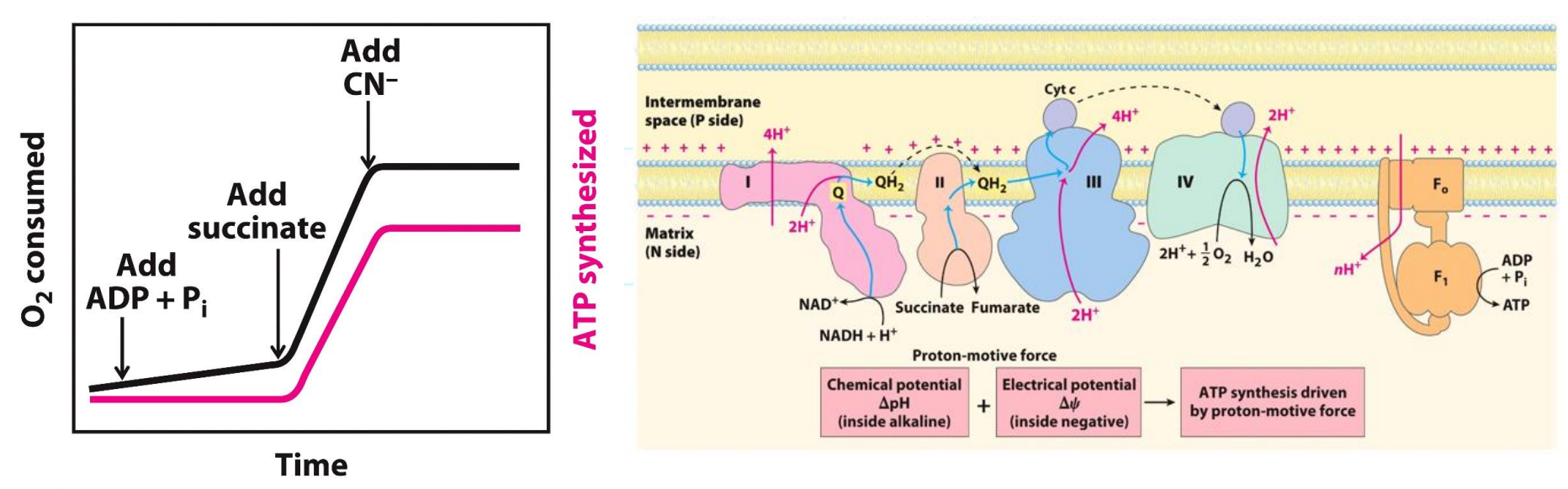 <p>The electron transport chain and ATP synthesis are COUPLED</p>