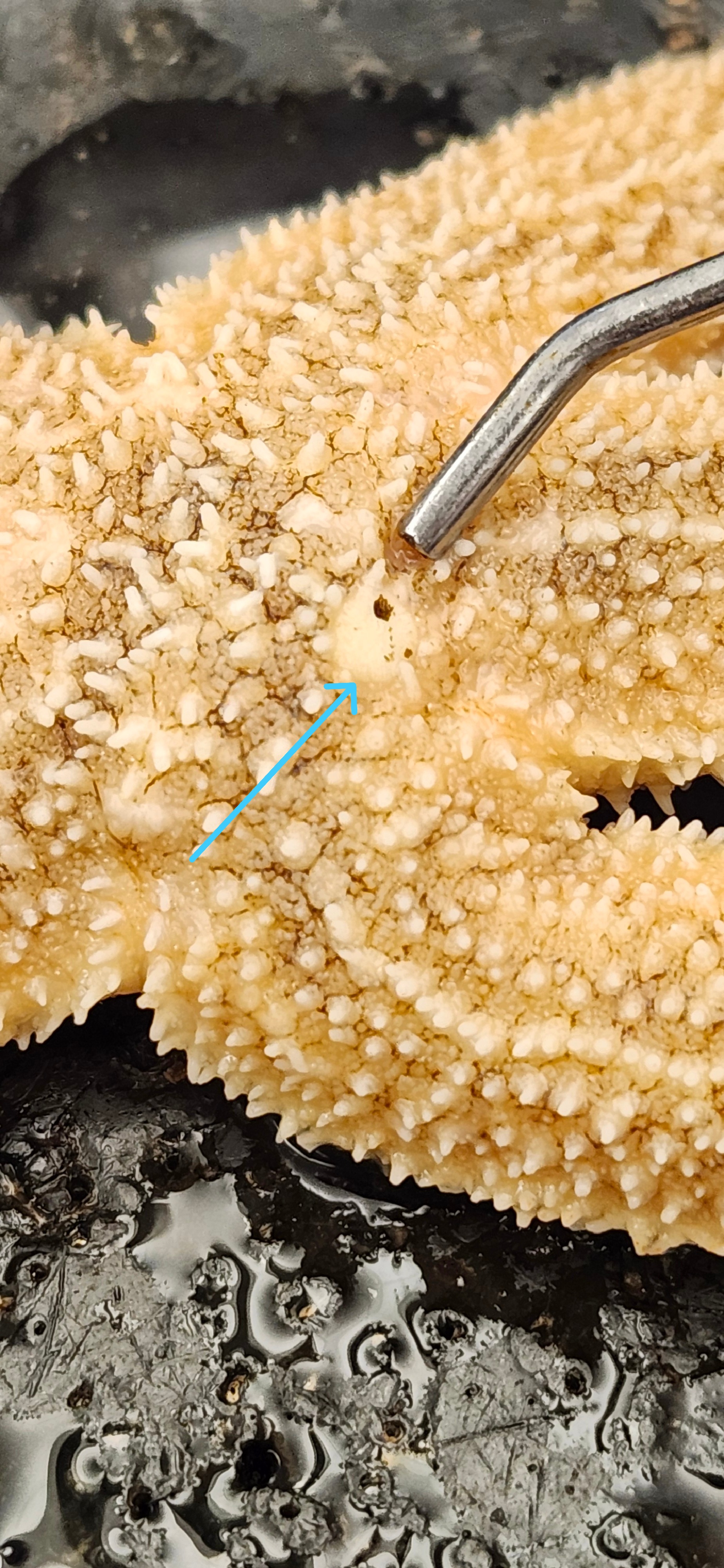 <p>Identify the structure </p>