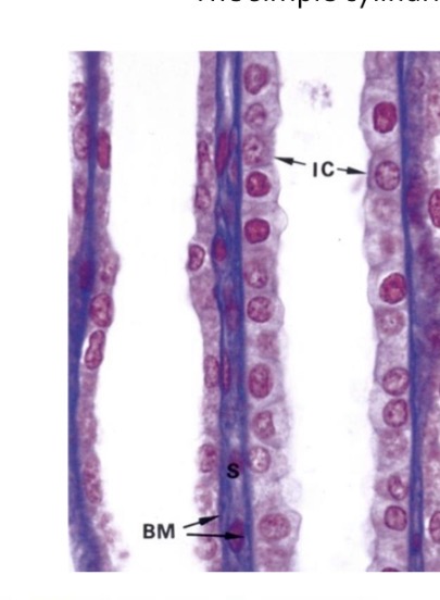 <p>Simple cylindrical epithelium of collecting ducts have 2 cell types:</p><p>Principal cells (clear)</p><p>Intercalated cells (dirty-looking)</p>