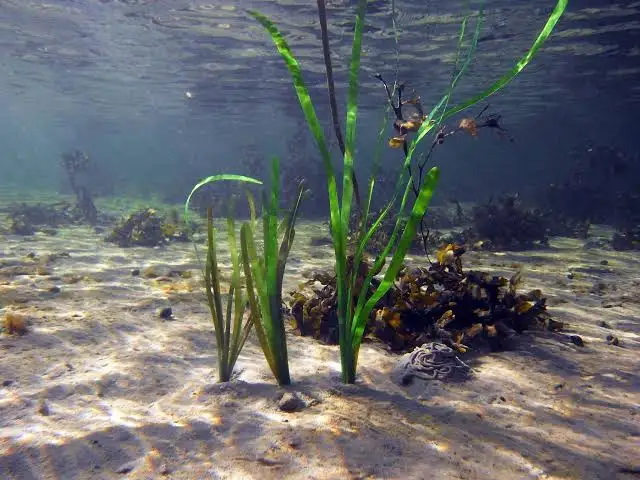 <p>Turtle Grass</p>