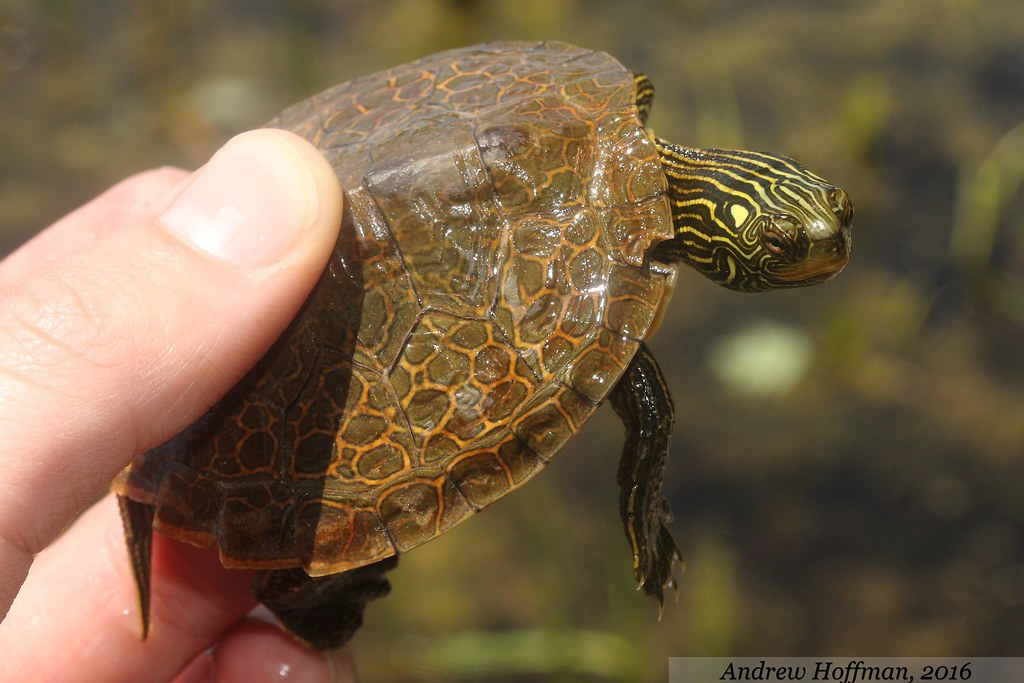 <p>Common/Northern Map Turtle (<em>Graptemys geographica</em>)</p>