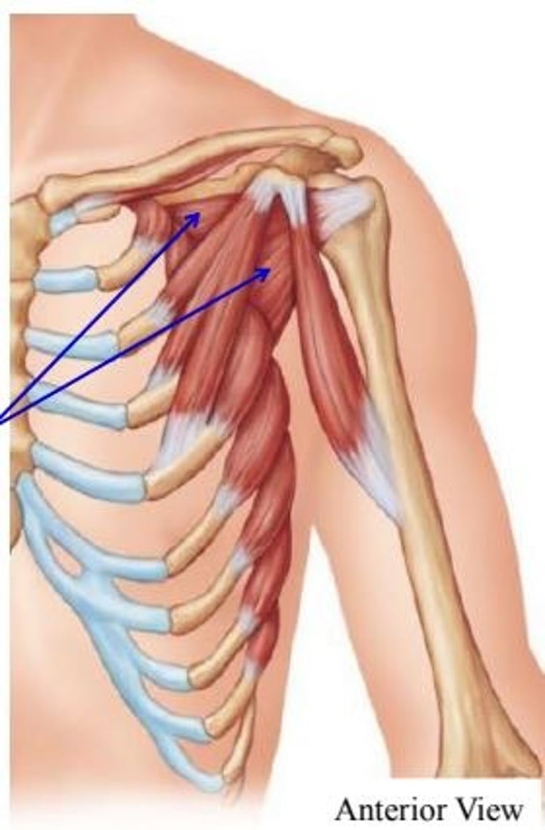 <p>medially rotates arm</p>