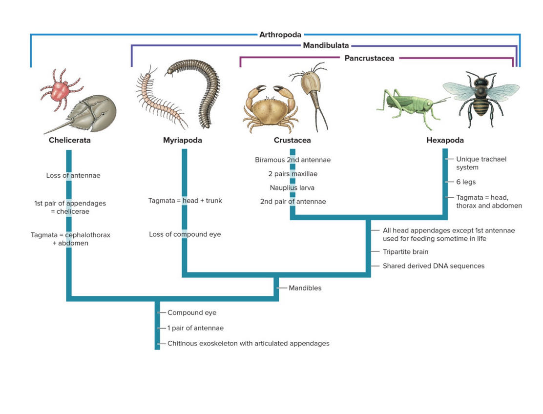<p>Phylogenetics of Arthopoda</p>