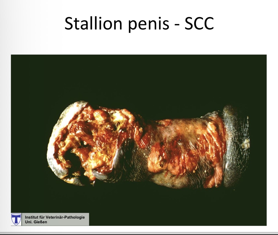 <p>Ulceration, H, necrosis </p>