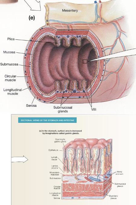 <ol><li><p>Mucosa: Innermost layer of the GI tract composed of epithelial tissue</p></li><li><p>Submucosa: Layer of connective tissue beneath the mucosa that contains blood vessels and lymphatic vessels</p></li><li><p>Muscularis Externa: Consists of 2-3 layers of smooth muscle responsible for motility</p></li><li><p>Serosa: Outermost layer of GI tract that provides structural support</p></li></ol><p></p>