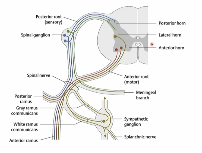 <p>It exits from the intermediate gray → dorsal root → travels into the spinal nerve → uses white and gray rami to enter and leave sympathetic ganglia.</p>