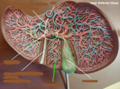 <p>What structure is the green arrow pointing to?</p>