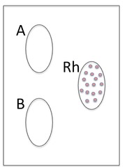 <p>what is this blood type?</p>