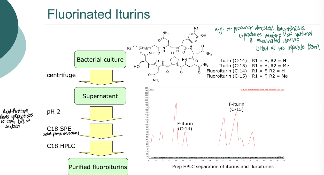 <p>Fluorinated iturins are a <mark data-color="green" style="background-color: green; color: inherit;">class of bioactive compounds derived from the iturin family</mark>, <strong>characterised by the addition of fluorine atoms which enhance their biological activity and stability. </strong></p><ul><li><p>These compounds are known for their <strong>antifungal properties</strong> and potential applications in agriculture and medicine. </p></li></ul><p></p>