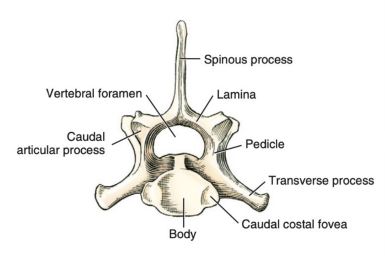 <p>Q: Which of the following best describes the spinous process of the 7th cervical vertebra (C7)? </p><p>A. It is the lowest and thinnest among all cervical vertebrae. </p><p>B. It is completely absent. </p><p>C. It is the highest of all those cervical vertebrae. </p><p>D. It is fused directly with the first thoracic vertebra.</p>