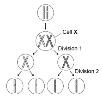 <p>Describe and explain the appearance of <strong>one </strong>of the chromosomes in cell X (3) </p>