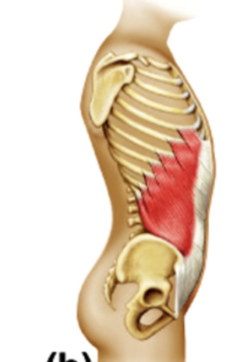<p>what is this muscle?</p>