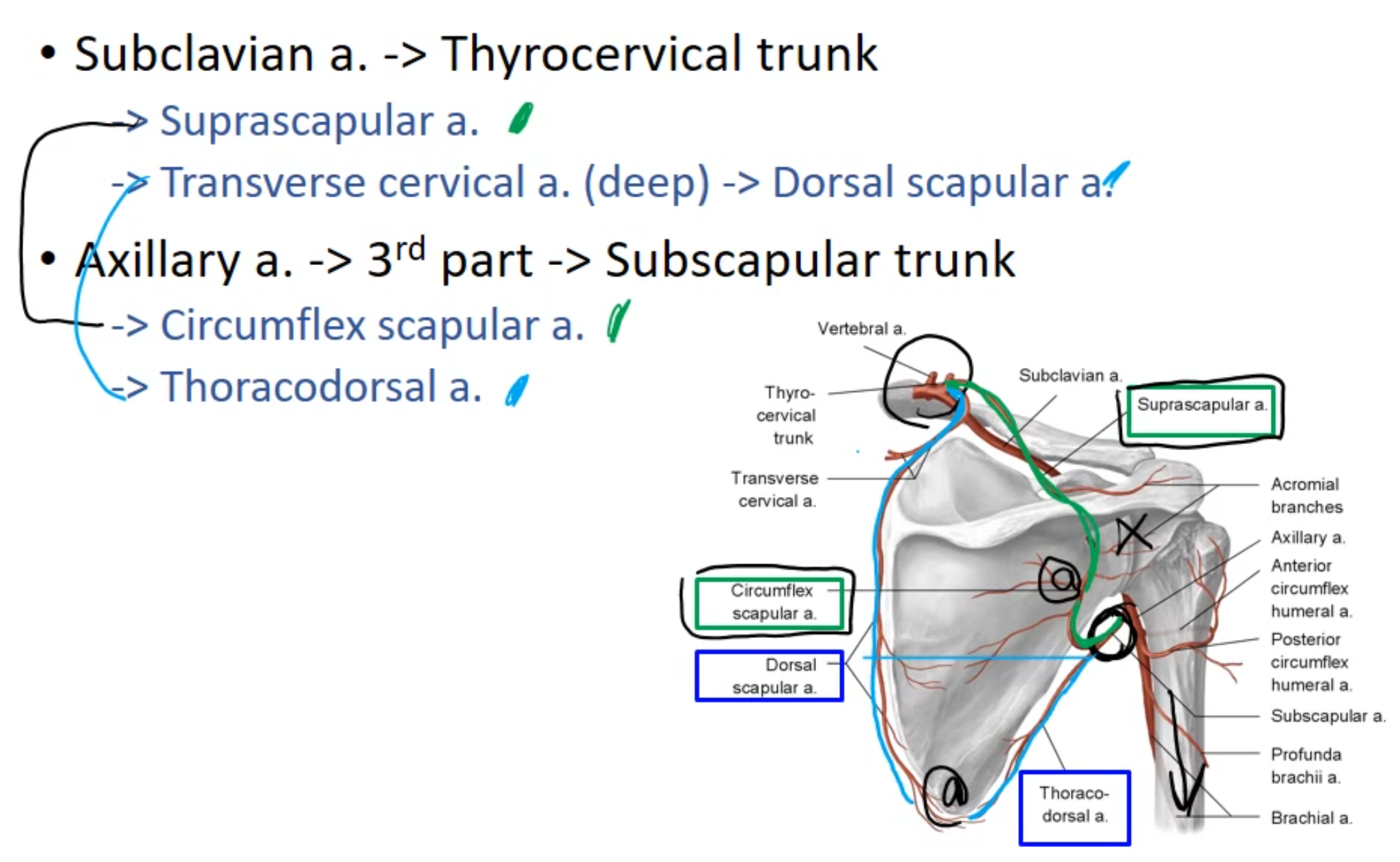 <p>Basically 2 Pathways in which blood can join different pathways in the scapular. (Goes backwards up an artery to go up the main source)</p><p></p><ol><li><p><span style="color: rgb(48, 255, 25);"><strong>Suprascapular a</strong></span>.(Subclavian a. -> Thyrocervical trunk) to -> <span style="color: rgb(25, 251, 51);"><strong>Circumflex scapular a.</strong></span> (• Axillary a. -> 3rd part -> Subscapular trunk)</p></li><li><p><span style="color: yellow;"><strong>Dorsal scapular a</strong></span>. (Subclavian a. -> Thyrocervical trunk) to -> <span style="color: yellow;"><strong>Thoracodorsal a.</strong></span> (• Axillary a. -> 3rd part -> Subscapular trunk)</p></li></ol><p></p>