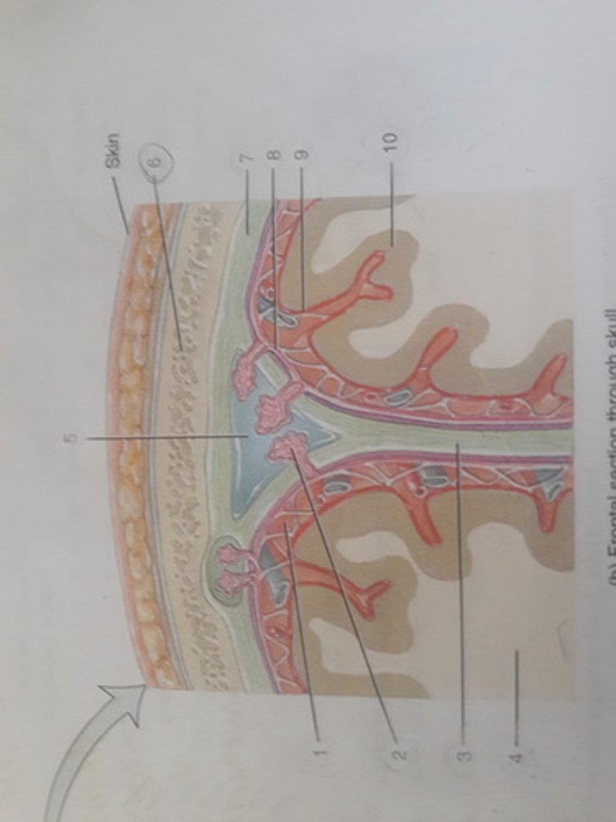 knowt flashcard image