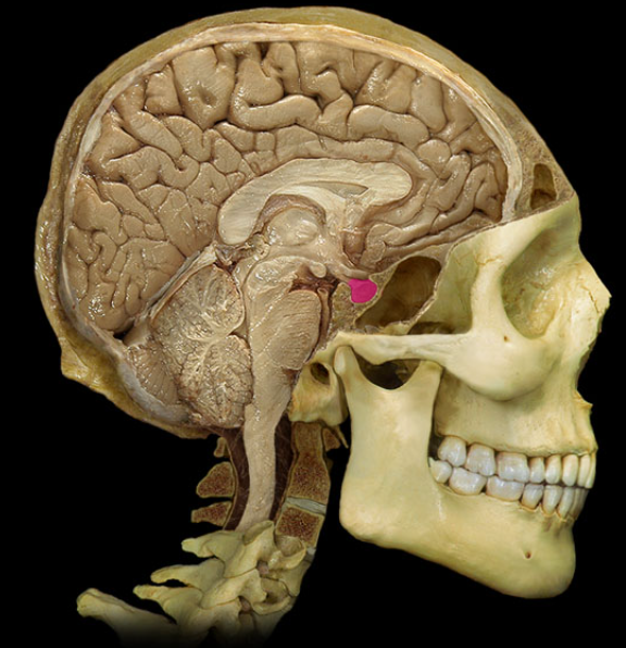<p>What gland is this</p>