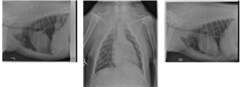<p>Describe the study you are seeing here</p>