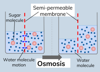 <p>how does water move across membranes lawl</p>