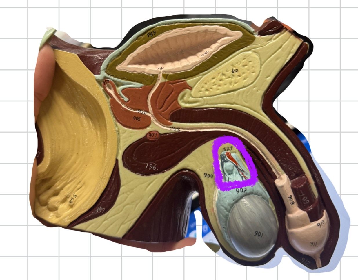 term image