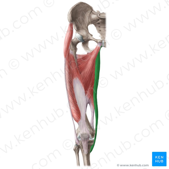 <p>What are the INSERTIONS of the Gracilis?</p>
