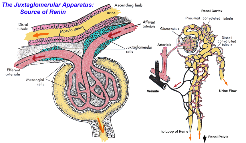 <p>Juxtaglomerular apparatus (pt 1)</p>