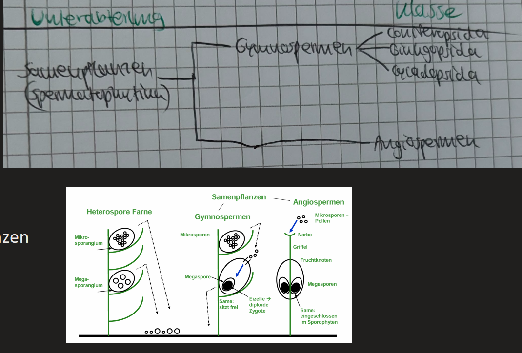 <p></p><ul><li><p>Megaspore -> wl Gametophyt (Embryosack mit Eizelle) verbleibt in Megasporangium (Nucellus) mit steriler Hülle (Integument) bis zur Bestäubung am Sporophyten</p></li><li><p>Samenanlage nach Befruchtung -> Samen mit Samenschale (Testa), Nährgewebe (Endosperm) und Embryo</p></li></ul><p>→ Reduzierung und Einschluss des Gametophyten in den Embryosack</p><ul><li><p>Wachstum mit Meristemen</p></li><li><p>z.T. kernlose Sieb- mit Geleitzellen (Transportoptimierung) </p></li><li><p>Befruchtung überwiegend durch Pollenschläuche (dadurch vom Wasser unabhängig), doppelte Befruchtung (Endospermbildung erst nach Befruchtung [Ressourcenoptimierung])</p></li><li><p>Tiere als Bestäubungsvektoren (z.T. Gnetopsida sowie Angiospermen)</p></li><li><p>C4-Stoffwechsel</p></li><li><p>breites Spektrum an Sekundärmetaboliten (vor allem Alkaloide)</p></li></ul><p></p>
