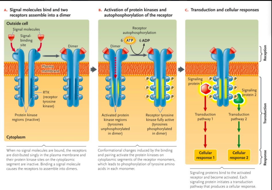 <ol><li><p>signal molecules bind and two receptors assemble into a dimer </p></li><li><p>activation of protein kinases. and autophosphorylation of receptor </p></li><li><p>transduction and cellular responses </p></li></ol><p></p>