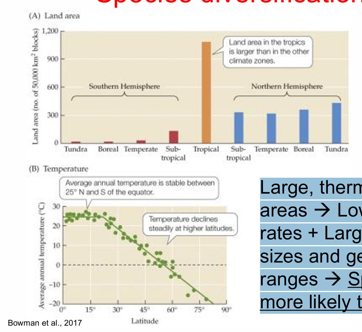 <p>Large, thermally stable areas → Lower extinction rates + Larger population sizes and geographic ranges → Speciation is more likely to occur</p>