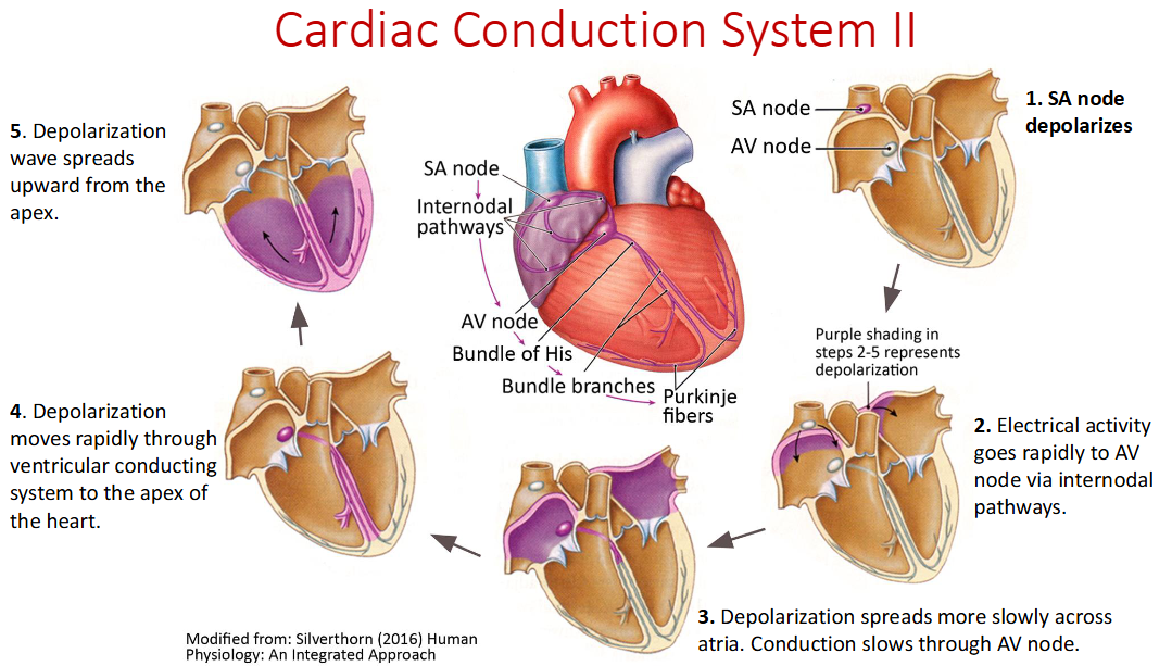 <p>Ventricle contract in a _____ motion</p>