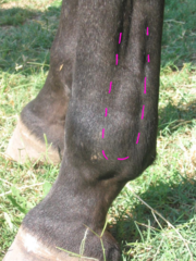 <p>What is the prognosis for suspensory ligament branch desmitis?</p>