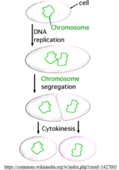 <p>short; binary fission</p>