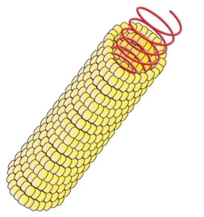 <p>Helical (Tobacco mosaic virus) </p>