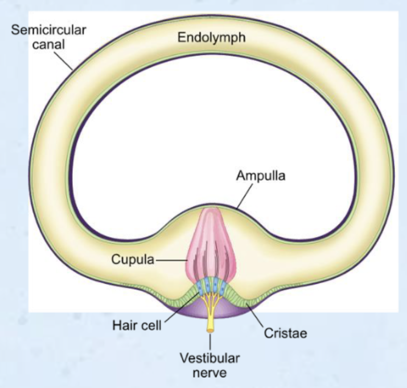 <p><strong>Semicircular Canals</strong></p>