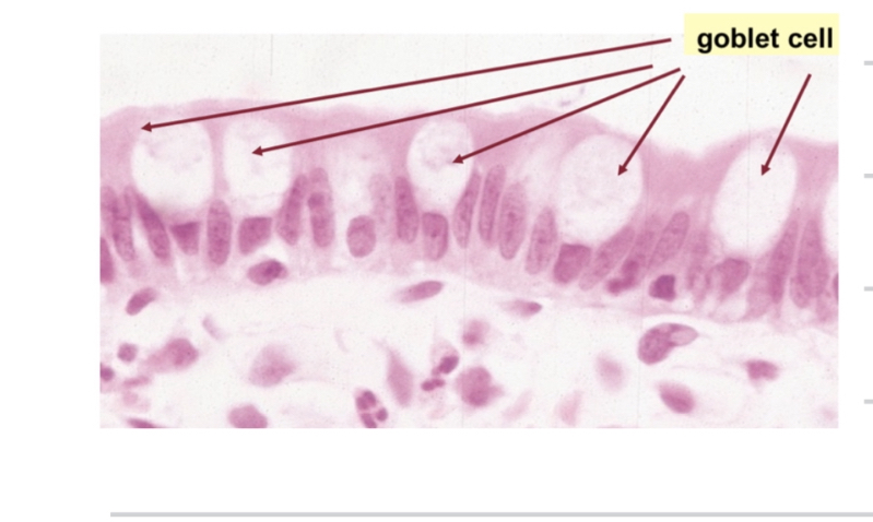 <p>Describe goblet cells </p><p>Histologically, location, secretion kind ecc</p><p></p>