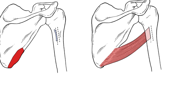 <p>Teres Major actions</p>
