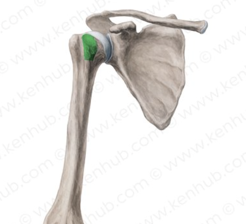 <p>Tubercle</p>