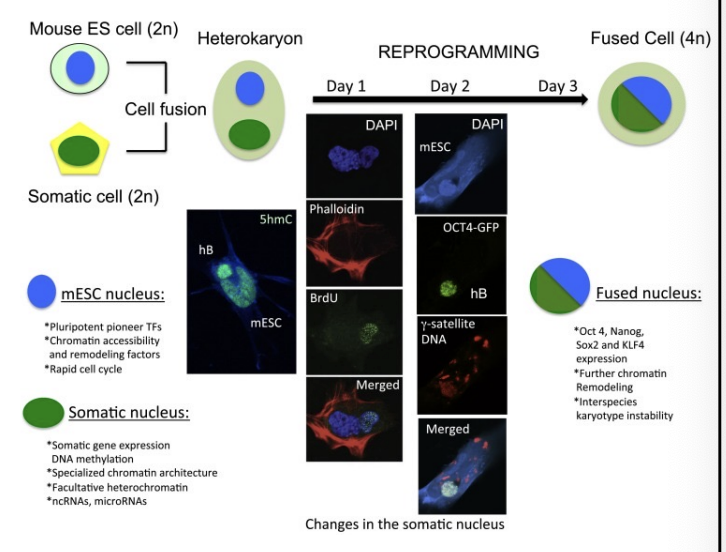 <p>by the presence of heterochromatic γ-satellite DNA at murine centromeric clusters</p>