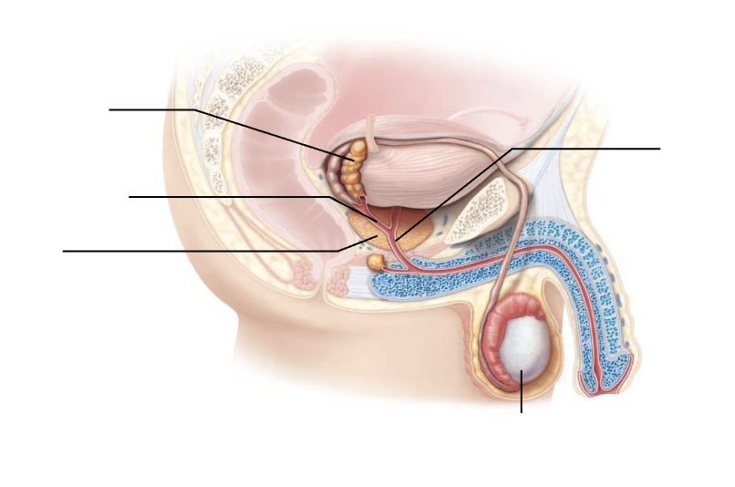 <p>Male Reproductive System Diagram</p>