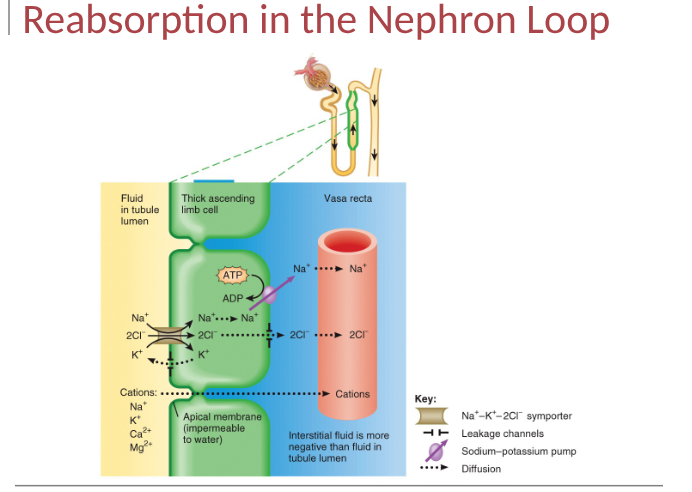 <p>set stage for independent regulation of both the volume and osmolarity of body fluids, relatively impermeable to water esp in the ascending limb, little obligatory water reabsorption</p>