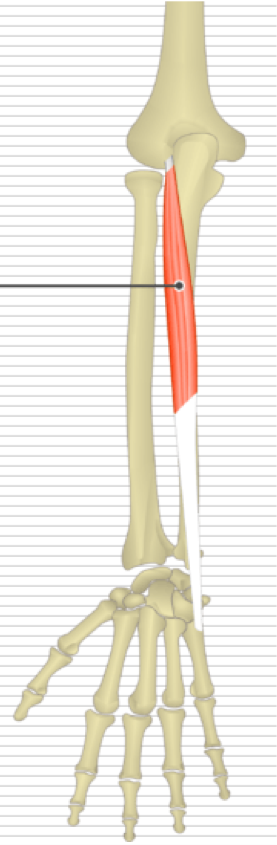 <p>Extension of wrist </p><p>Adduction of wrist </p><p>O - Lateral epicondyle of humerus, posterior border of ulna </p><p>I - Medial aspect of base of 5th metacarpal </p>
