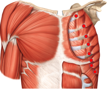 <p>What is the red-lighted region? is it an origin/insertion, and for what muscle</p>