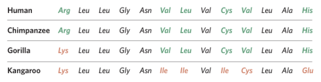 <p>Using this, explain:</p><ul><li><p>Outline which species is closest/most related to humans in their amino acid sequence for <span style="background-color: inherit;">haemoglobin (go from descending order)</span></p></li></ul><p></p>